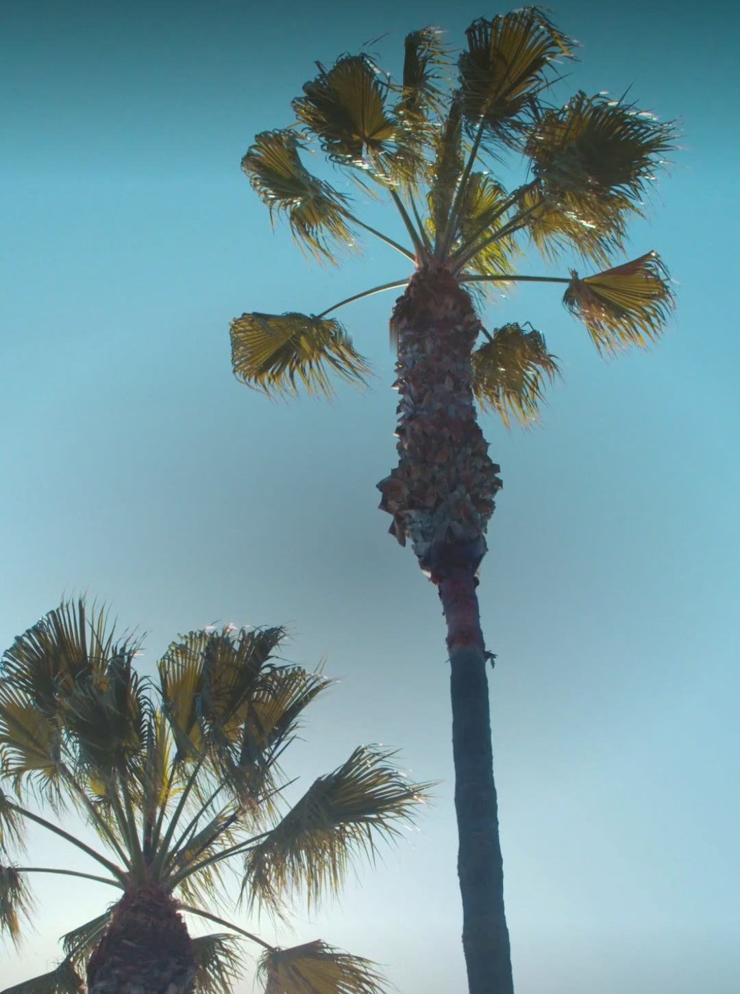 Palm trees against a clear blue South Orange County sky